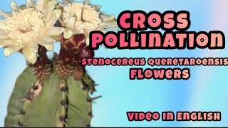 Crosspollination Stenocereus queretaroensis flower [upl. by Anir444]