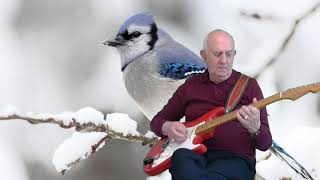 Snowbird  Anne Murray  instrumental cover by Dave Monk [upl. by Millie]