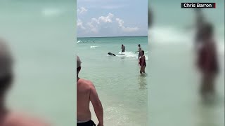 Bear swims in ocean in Destin [upl. by Eyr]