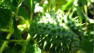 Jimson Weed Datura Stramonium  20121007 [upl. by Ainsley]