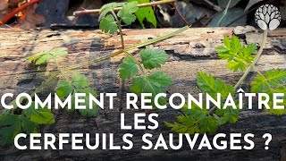 Comment reconnaître les cerfeuils sauvages [upl. by Akissej]