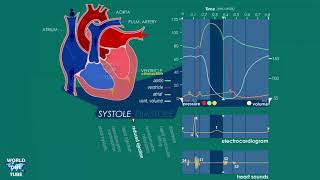 Cardiac Cycle Phases and Wiggers Diagram Explained [upl. by Ahsitra]