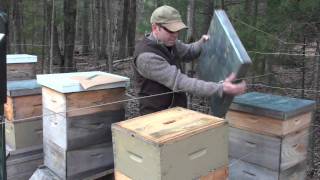 Winter Feeding Honeybees [upl. by Atiner]