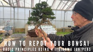 How to Repot Your Bonsai Juniper [upl. by Emmie]