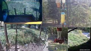 Live Nature Cams [upl. by Roxine118]