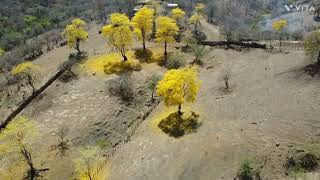 Florecimiento de Los Guayacanes Zapotillo Loja ECUADOR 🇪🇨 [upl. by Rubie670]