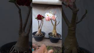 Adenium múmia e dalila negra [upl. by Kushner188]