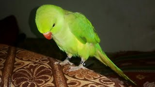 My Ringneck Parrot Baby Start Talking  Ringneck Parrot Talking Progress [upl. by Danny487]