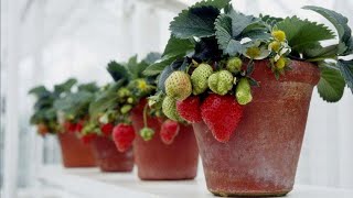 How To Grow Strawberry Plants At Home  Tips To Grow Strawberries in Pots  Gardening Tips [upl. by Anoit]