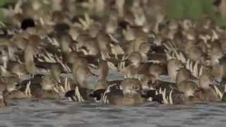 Duck WISE Waterfowl Identification Safety Effective and Efficient Hunting [upl. by Rednasxela]