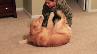 Adorable Golden Retriever Welcomes Marine Home [upl. by Illek58]