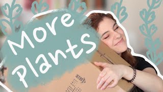 ONLINE PLANT HAUL  Moose Plant Shop unboxing and review [upl. by Ynove]