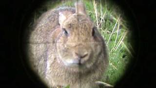 Distressing footage of rabbit with Myxomatosis dispatched shortly after off camera [upl. by Longmire]