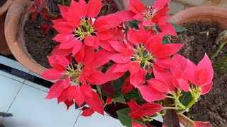 Care of Poinsettia Plant  How to Grow and Care Poinsettia Plant  Beautiful Winter Plant [upl. by Zzabahs564]