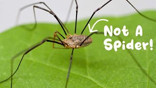 Daddy Long Legs Are Not Spiders Spiders vs Opiliones [upl. by Herwig]