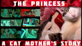 The Princess A Cat Mothers Story Official Music Video Directed by Insight Travel Around the World [upl. by Sivla]