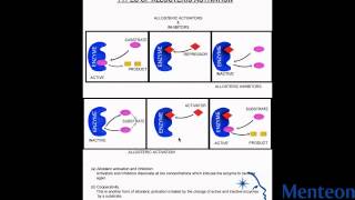 Allosteric Activation and Inhibition [upl. by Alleb]