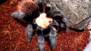 Brachypelma albiceps vs Cockroach [upl. by Hauser]