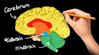 Structure and Function of Brain in Hindi [upl. by Baptist]