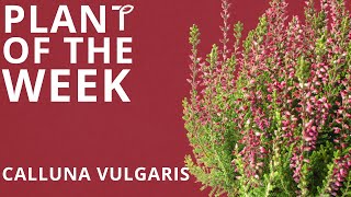 Plant of the Week Calluna vulgaris [upl. by Munafo]