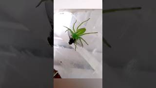 Зелёный паук атакует spider Green spider attacks паук [upl. by Corabel255]