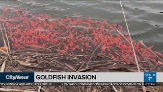 Goldfish invade Port Perry storm water pond by the thousands [upl. by Anwahs]