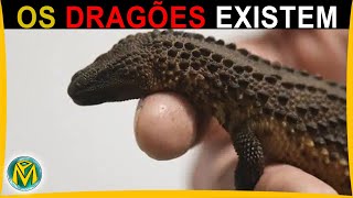 DRAGÕES Existem SIM  Conheça o animal que mais parece com o ser mitológico [upl. by Dranoc627]