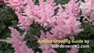 Astilbe Growing Guide by GardenersHQ [upl. by Kier]