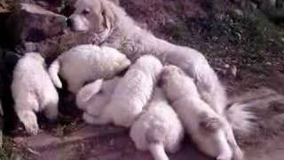 Great Pyrenees Puppies  Pattys 07 Litter [upl. by Gauthier532]