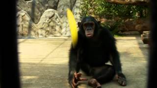 Video One  Fyffes Advert [upl. by Martz951]