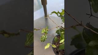 Variegated pitanga unboxing Surinam cherry [upl. by Sezen]