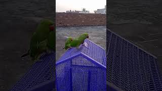 parrot chirping birds greencolor parrotcolor singingparrot funny talkingparrots [upl. by Olympias]