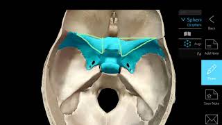 Anatomy of the Sphenoid Bone [upl. by Nnylrahc]