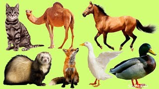 Animales para niños  Aprender Animales Domesticos para Bebés  El Sonido de los Animales en Español [upl. by Atiuqihs]