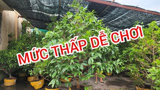 📞 TRỌNG 0943048507 MAI GIẢO LÁ GAI MỨC THẤP DỄ CHƠI BAO SHIP 10032024  MAI VÀNG TOÀN QUỐC [upl. by Edik173]