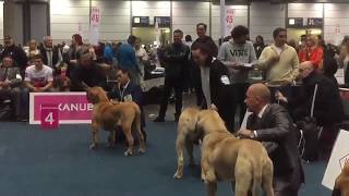 World Dog Show Leipzig 2017 FILA BRASILEIRO JUNIOR CLASS [upl. by Aisatan]