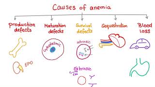 Anemia  Causes and Mechanisms  Fatigue and Pallor  Hematology Series [upl. by Bremen259]