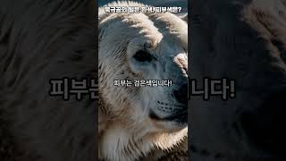 북극곰의 털은 흰색 피부색은 북극 기후위기 [upl. by Suivatra]