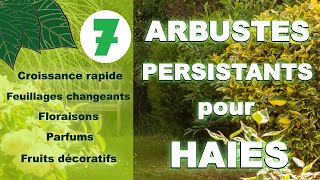 Arbustes persistants pour haie  Croissance rapide floraison parfum fruits [upl. by Akahs205]