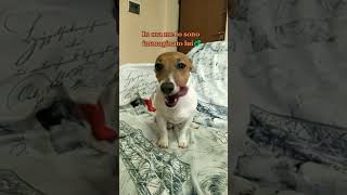 Mi passi per favore PANNO CARTA😂 jackrussell comedy pintus cannavacciuolo [upl. by Netniuq]