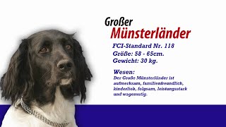 Meister PETz TV  Großer Münsterländer [upl. by Arnon835]