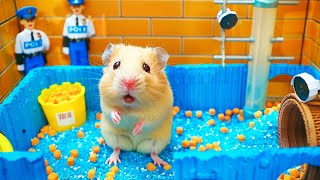 Hamster Escape the Pop It Maze for Pets in Real Life 🐹 Hamster Maze [upl. by Steinberg]