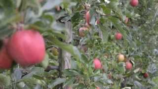 Apfelernte auf einer Lindauer Obstplantage [upl. by Ahsiam]