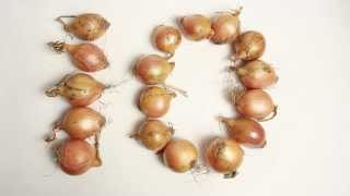 Onion Countdown 10 Seconds Timer  With Onions real onions [upl. by Llerdnek]