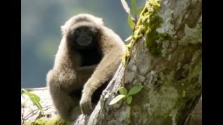 Discovering Gibbons  Expedition Borneo  BBC Earth [upl. by Ikiv]