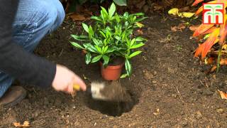 How to grow potted plants video with Thompson amp Morgan [upl. by Pietra716]