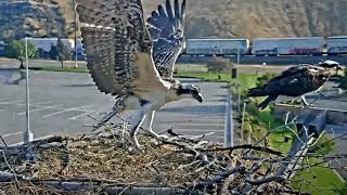 Osprey Chick Antali Gets Some Air During Hover Practice In Montana – August 9 2024 [upl. by Ackley]