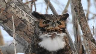 Hooting Great Horned Owl [upl. by Atnaloj266]