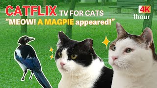 TV for Cats  Watching Magpies in the park  Cat favorite video [upl. by Zipporah]