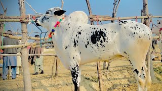 Gondal mandi today latest update ll cow mandi 2024 ll Part 3 ll talagang mandi ll Jamil tv ll [upl. by Llereg]